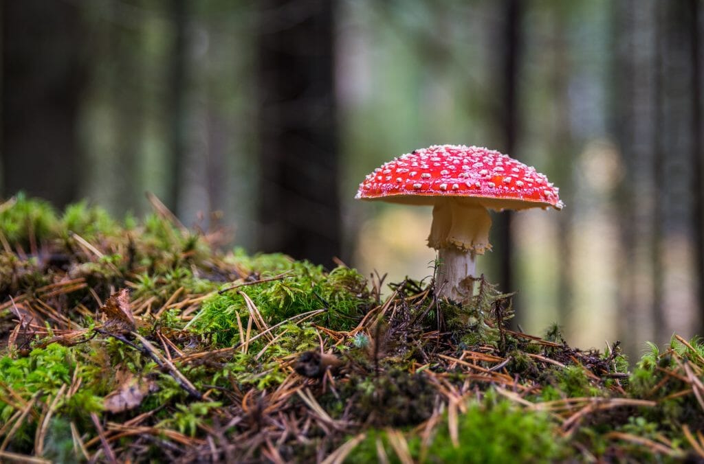 Exploring the Magical World of Mushrooms: A Culinary and Medicinal Marvel