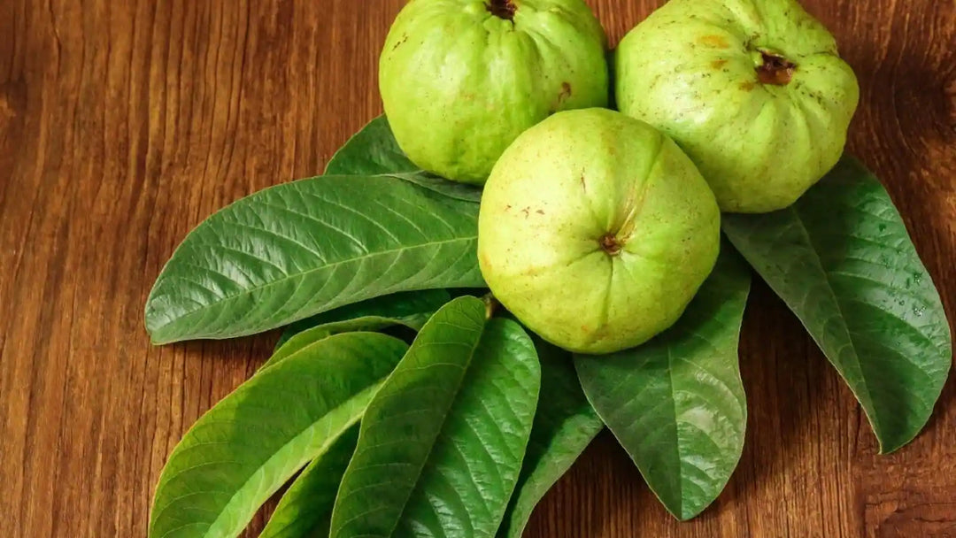 Unveiling the Health Wonders of Guava Leaves: A Natural Path to Calm and Relaxation