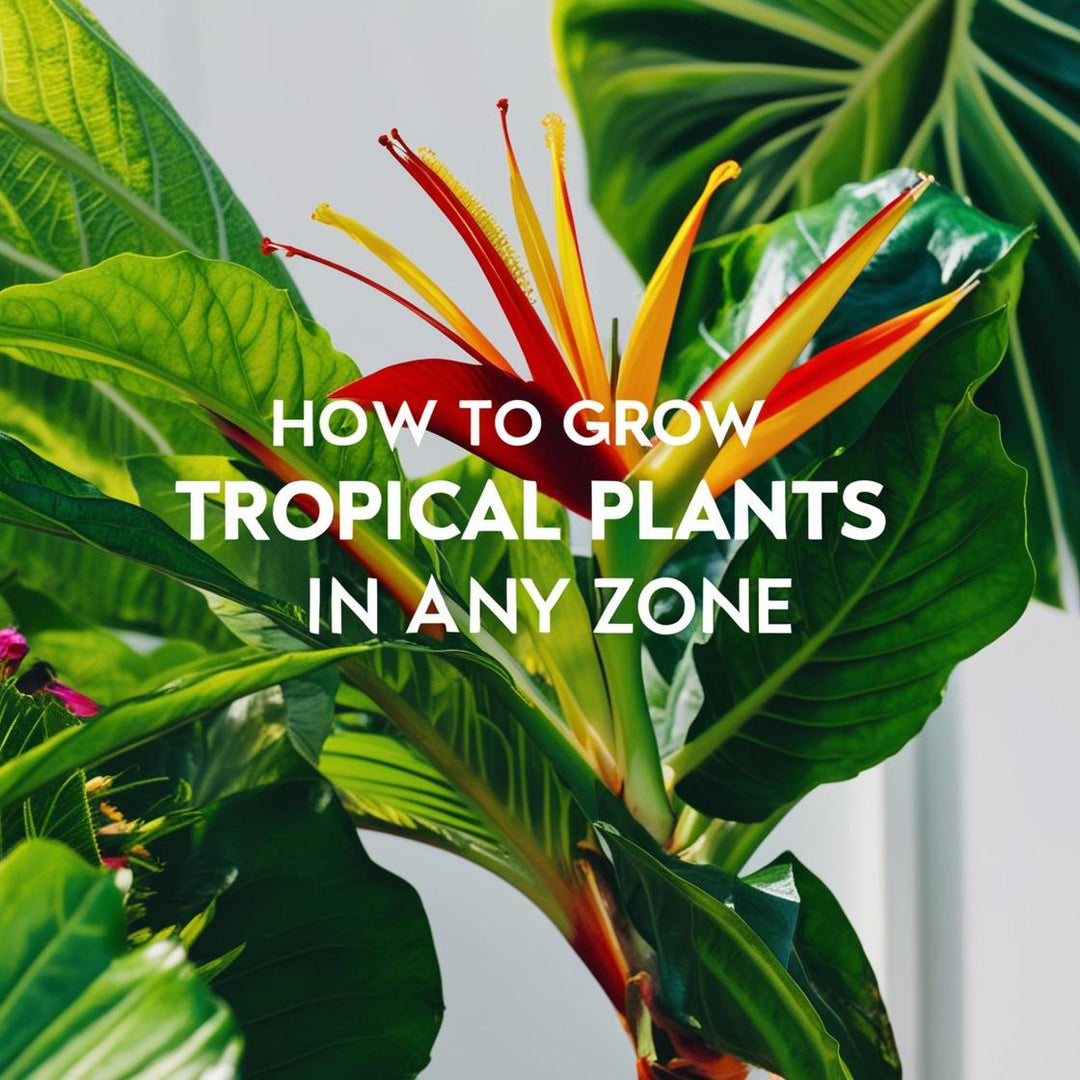 How to Grow Tropical Plants in Any Zone | Herbal Goodness