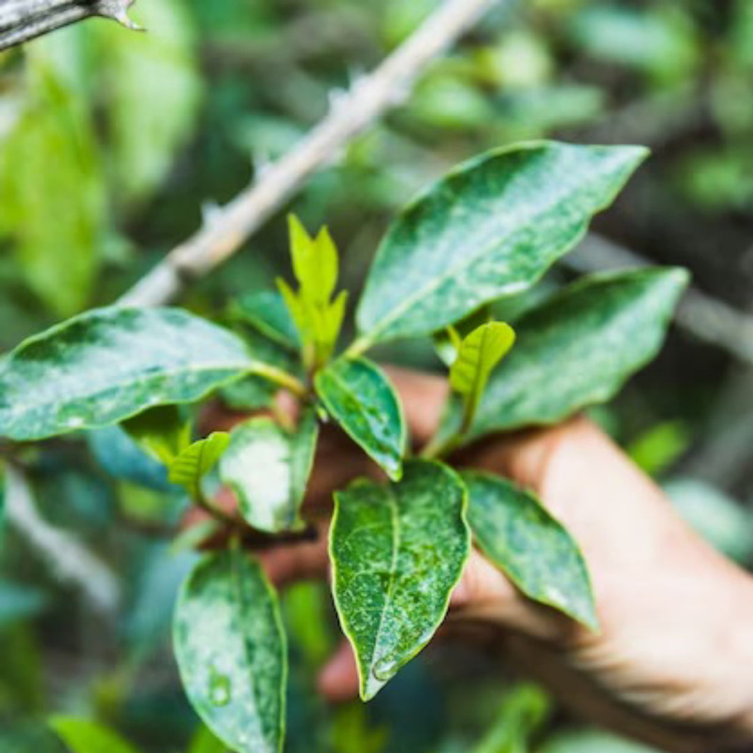 Want To Avoid Caffeine Crash? Try Guayusa Leaves | Herbal Goodness