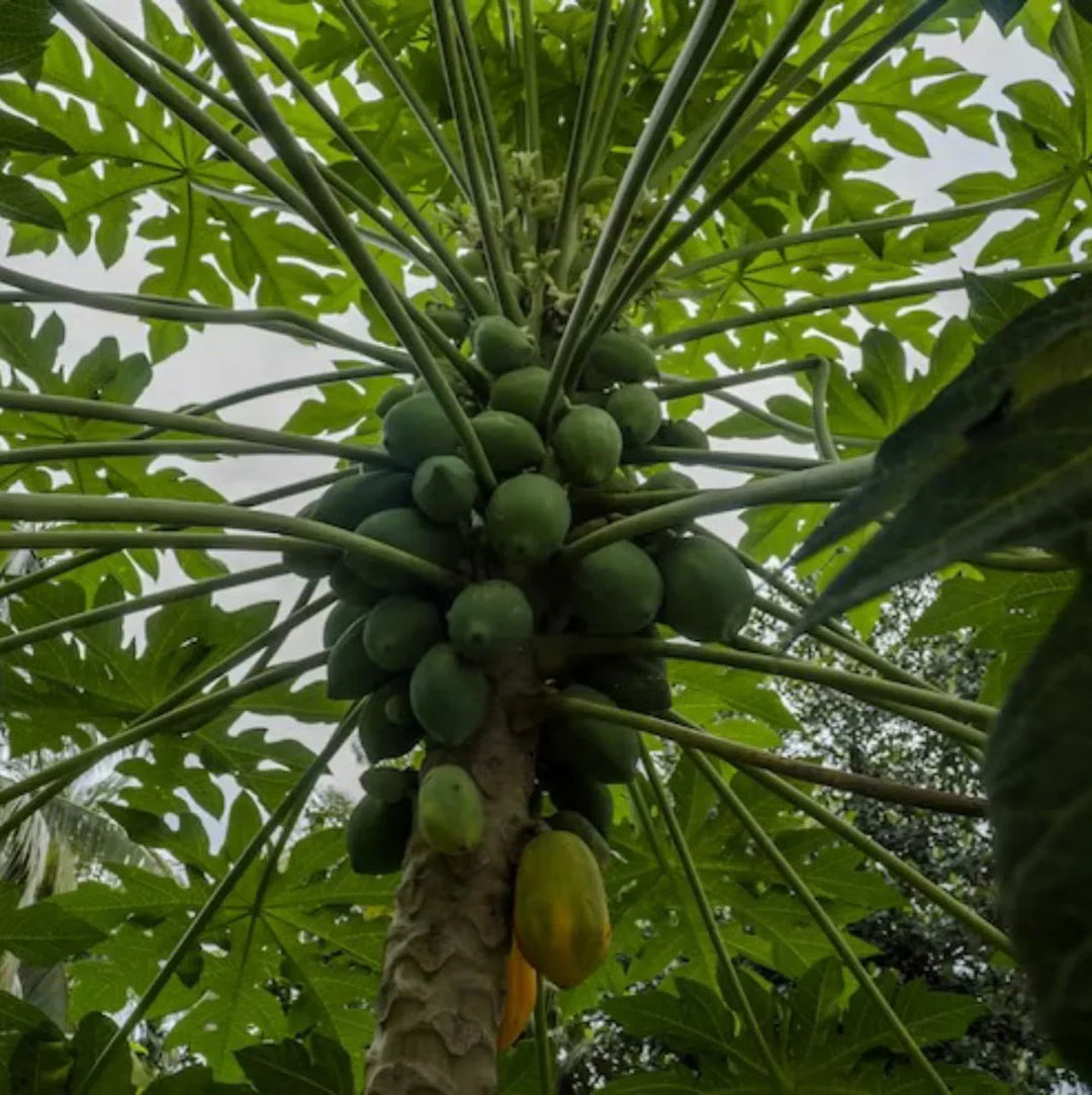What’s the Deal with Papaya Leaves?  | Herbal Goodness