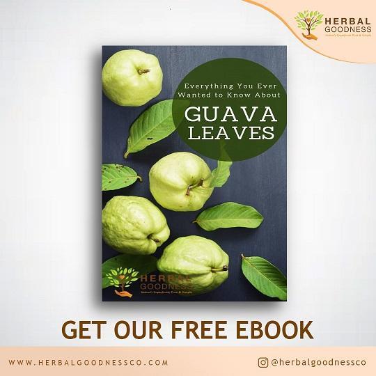 Everything You Ever Wanted To Know About Guava Leaves