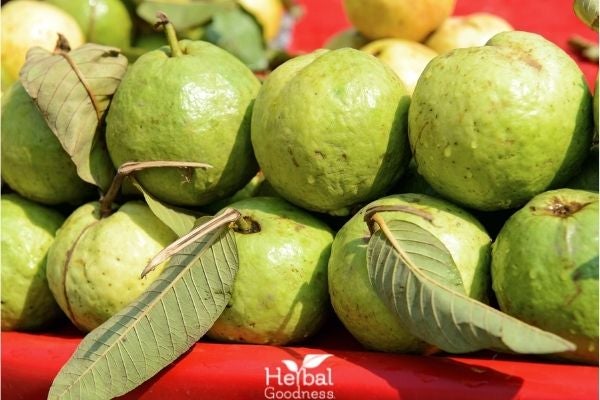 An Essential Guide to Guava: History, Benefits & Uses | Herbal Goodness