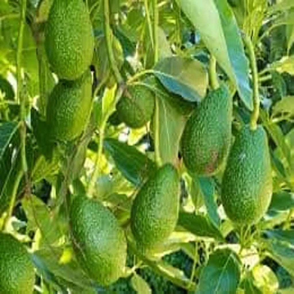 Avocado Leaf: Benefits, Uses, and Why It Should Be in Your Wellness Routine