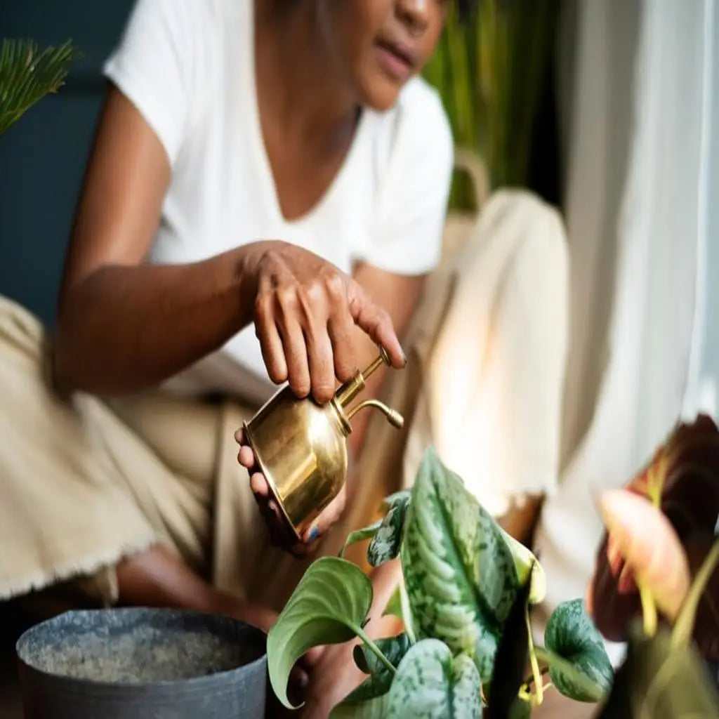 Creating a Stress-Free Lifestyle with Natural Herbal Solutions