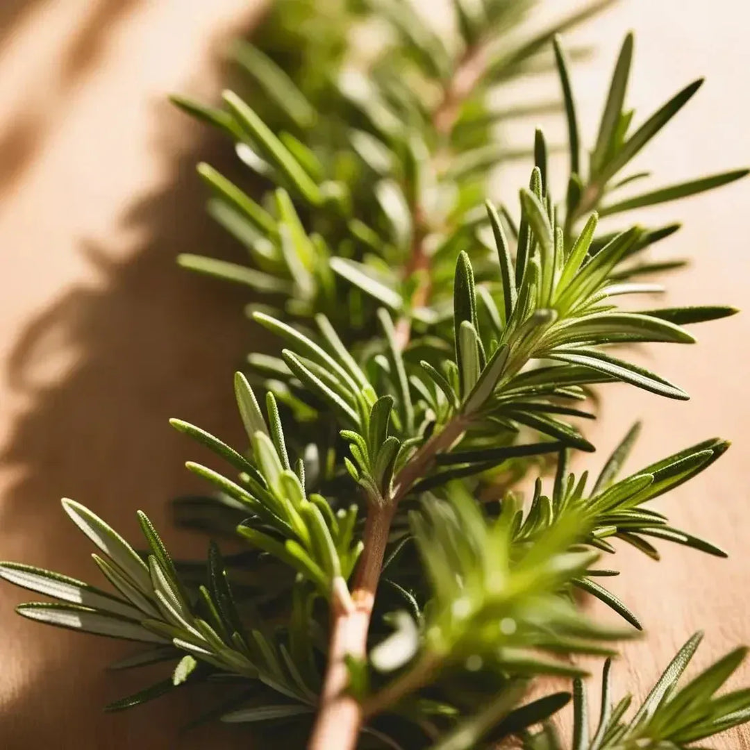 Discover the Powerful Benefits of Rosemary for Health, Hair, and Cooking