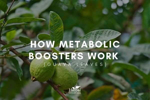 How Metabolic Boosters Work - Guava Leaves | Herbal Goodness
