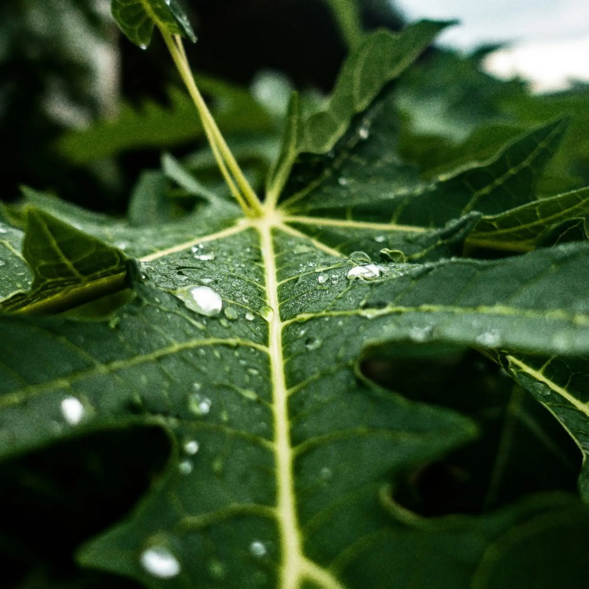 How to Improve Digestion with Papaya Leaves | Herbal Goodness