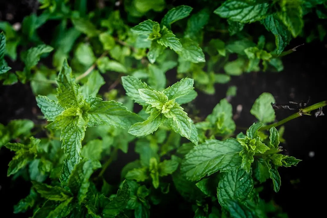 a group of green leaves