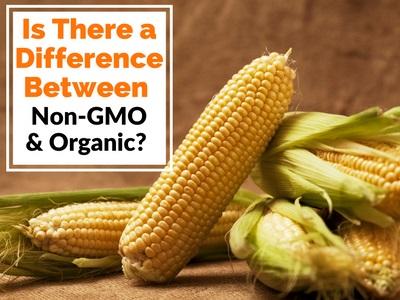 Is There a Difference Between Non-GMO and Organic?  | Herbal Goodness