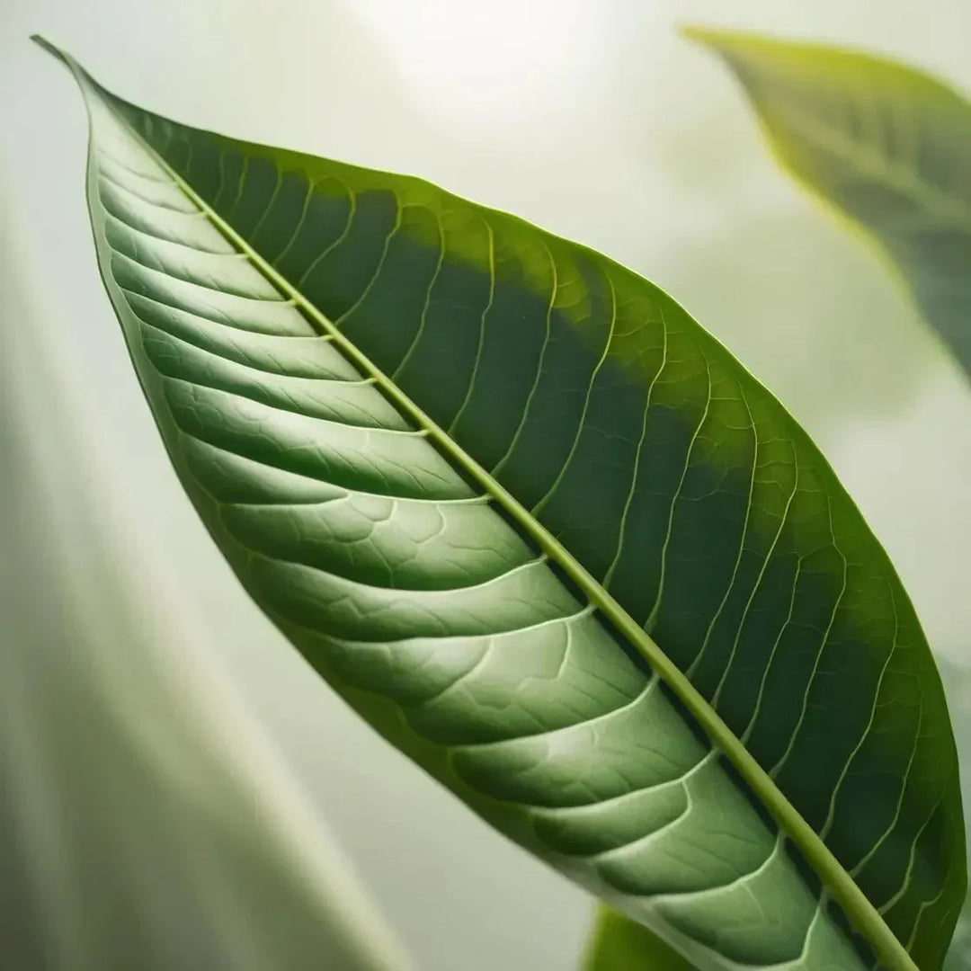 Kava: Its Benefits, Uses and Side Effects