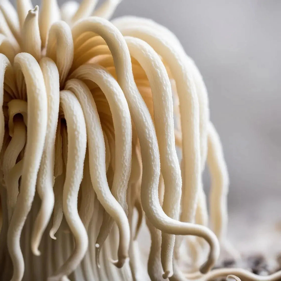 Lion’s Mane Mushroom: A Brain-Boosting Superfood for Cognitive Health and Beyond