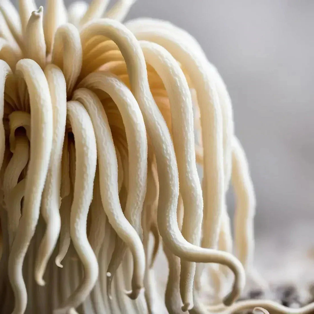 Lion’s Mane Mushroom: A Brain-Boosting Superfood for Cognitive Health and Beyond