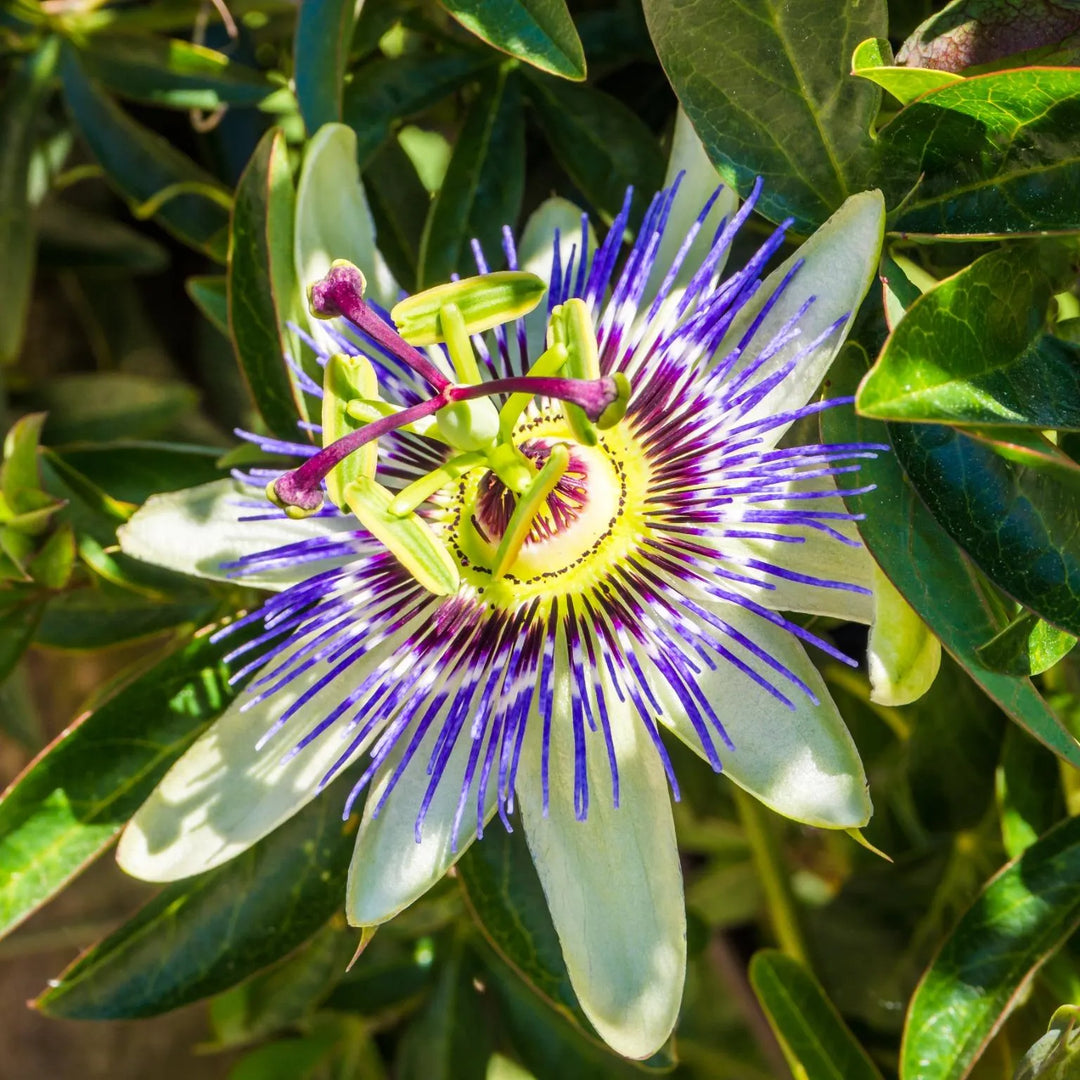 The Role of Passionflower in Anxiety Support and Promoting Relaxation