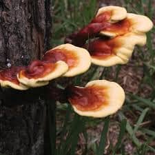 Reishi Mushroom: The Immune-Boosting Superfood for Longevity and Wellness