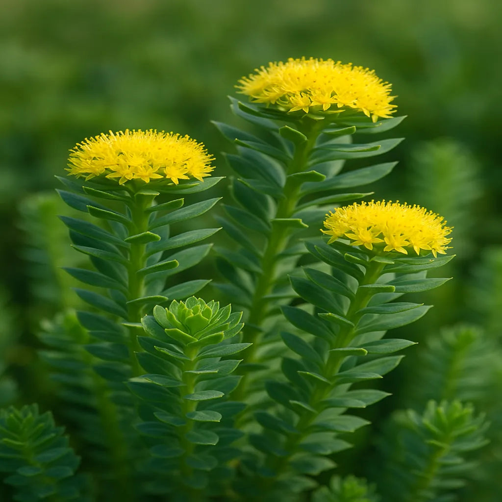 Rhodiola Rosea: Boosting Mental Clarity and Stress Support Naturally