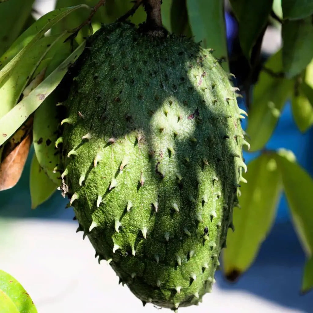 Soursop Liquid Drops for Cell, Sleep & Immune Support