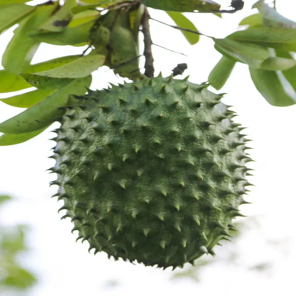 Soursop: Natural Detox for Immune Support