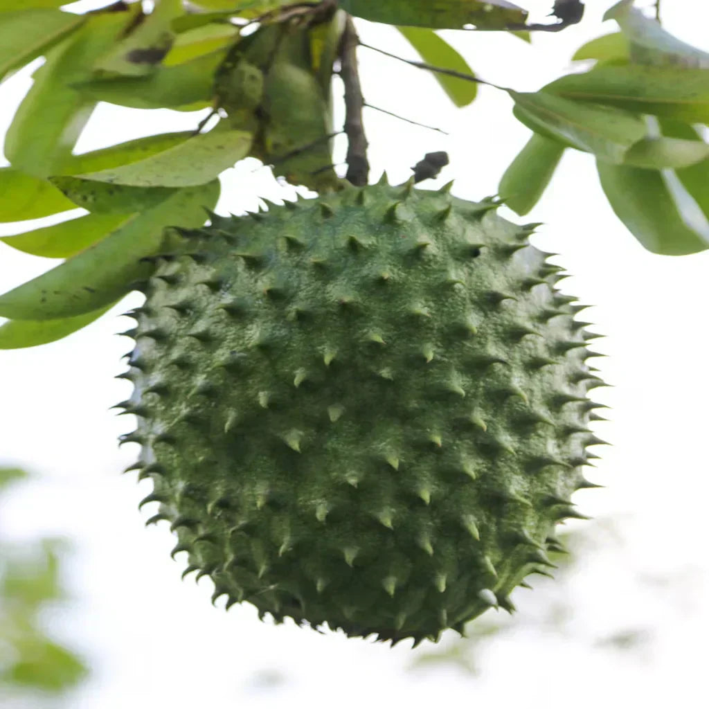 Soursop: Natural Detox for Immune Support