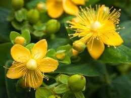 St. John's Wort: A Natural Remedy for Emotional Well-Being and Physical Health