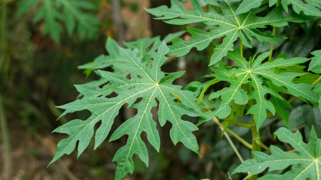 Top Uses of Organic Papaya Leaf Extract | Herbal Goodness