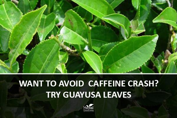 Want To Avoid Caffeine Crash? Try Guayusa Leaves | Herbal Goodness