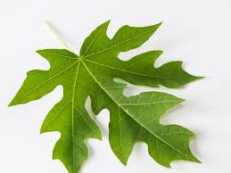 What Does Papaya Leaf Extract Do? | Herbal Goodness