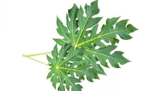 Where to buy papaya leaf extract? | Herbal Goodness