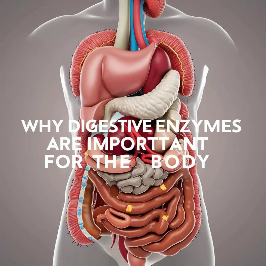 Why Digestive Enzymes are Important for the Body | Herbal Goodness