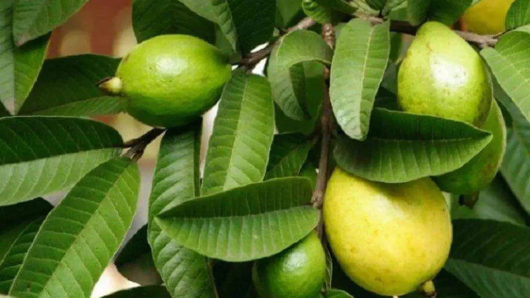 Why Do Most People Prefer to Use Guava Leaf Tea Bags? | Herbal Goodness
