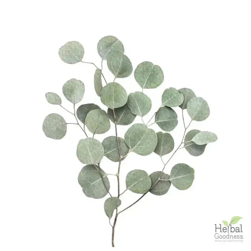 Bulk Herbs & Roots - 4oz Organic bulk teas for digestion, energy, detox Bulk Herb Herbal Goodness Eucalyptus Leaf 