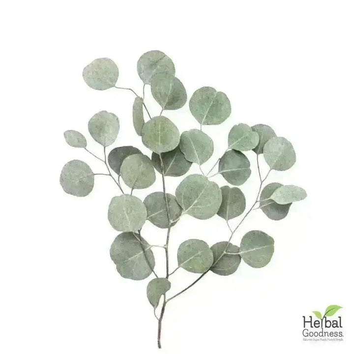Bulk Herbs & Roots Online for Tea, Tinctures & DIY Wellness - Organic 4oz Bags Bulk Herb Herbal Goodness Eucalyptus Leaf 