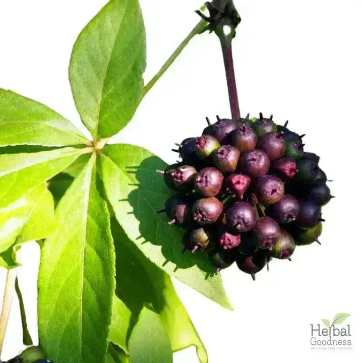 Bulk Herbs & Roots - Organic 4oz Bags - Herbal Tea Bulk Herb Herbal Goodness 