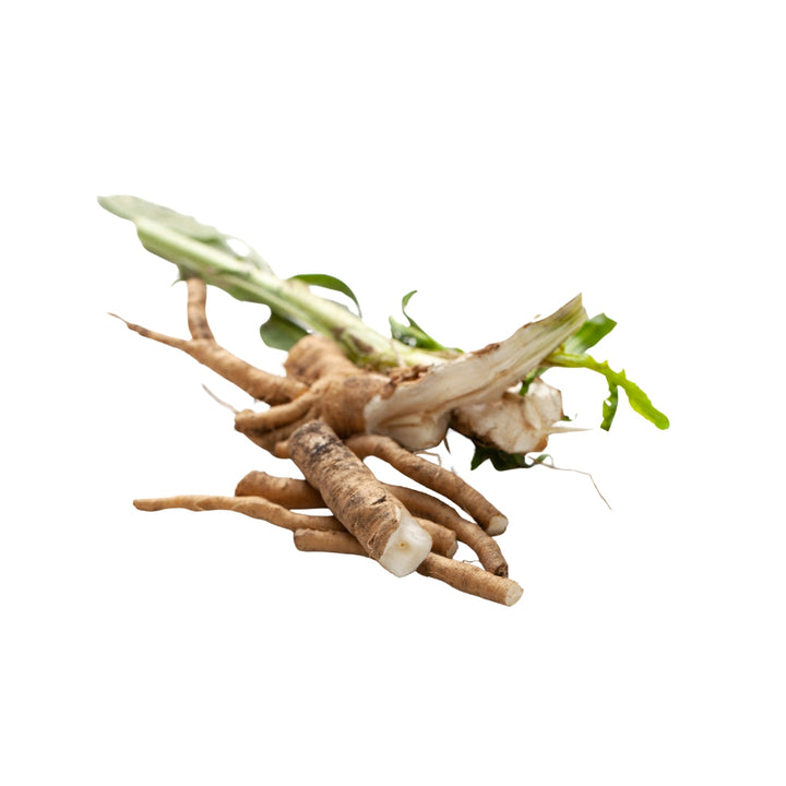 A cluster of fresh light brown burdock root with green tops in organic 4oz bags for tea tinctures and wellness