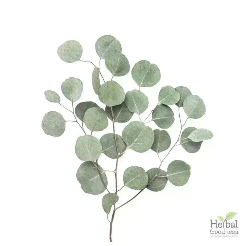 Bulk Herbs & Roots - Organic 4oz Bags - Herbal Tea Bulk Herb Herbal Goodness Eucalyptus Leaf 