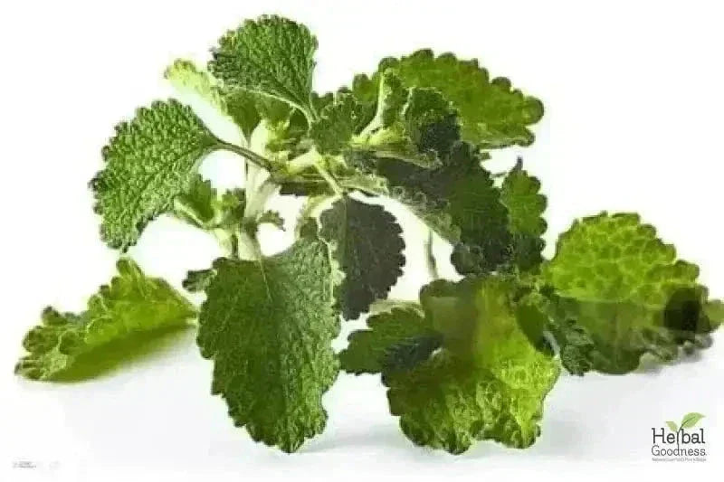 Bulk Herbs & Roots Online for Tea, Tinctures & DIY Wellness - Organic 4oz Bags Bulk Herb Herbal Goodness Horehound Leaf 