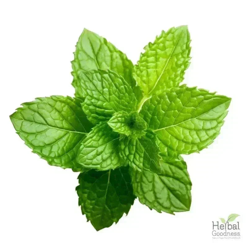 Bulk Herbs & Roots - Organic 4oz Bags - Herbal Tea Bulk Herb Herbal Goodness 