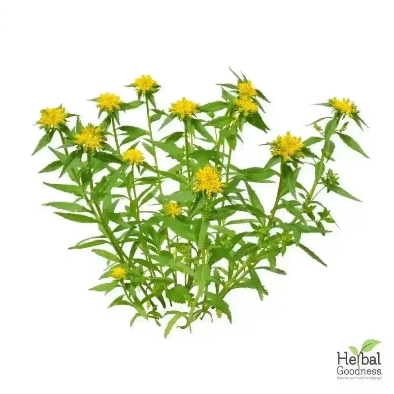 Bulk Herbs & Roots Online for Tea, Tinctures & DIY Wellness - Organic 4oz Bags Bulk Herb Herbal Goodness 