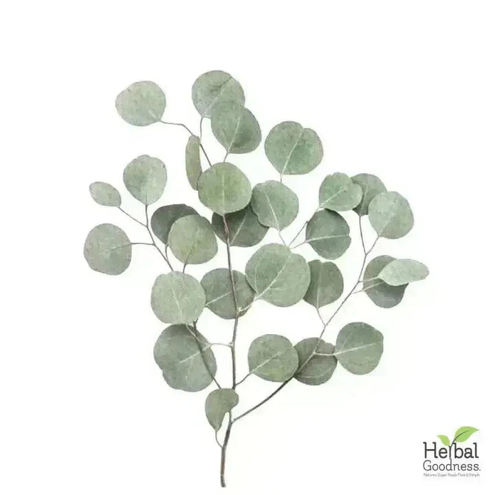 Bulk Herbs & Roots Online for Tea, Tinctures & DIY Wellness - Organic 4oz Bags Bulk Herb Herbal Goodness 