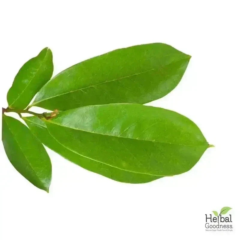 Bulk Herbs & Roots Online for Tea, Tinctures & DIY Wellness - Organic 4oz Bags Bulk Herb Herbal Goodness ElderFlower 