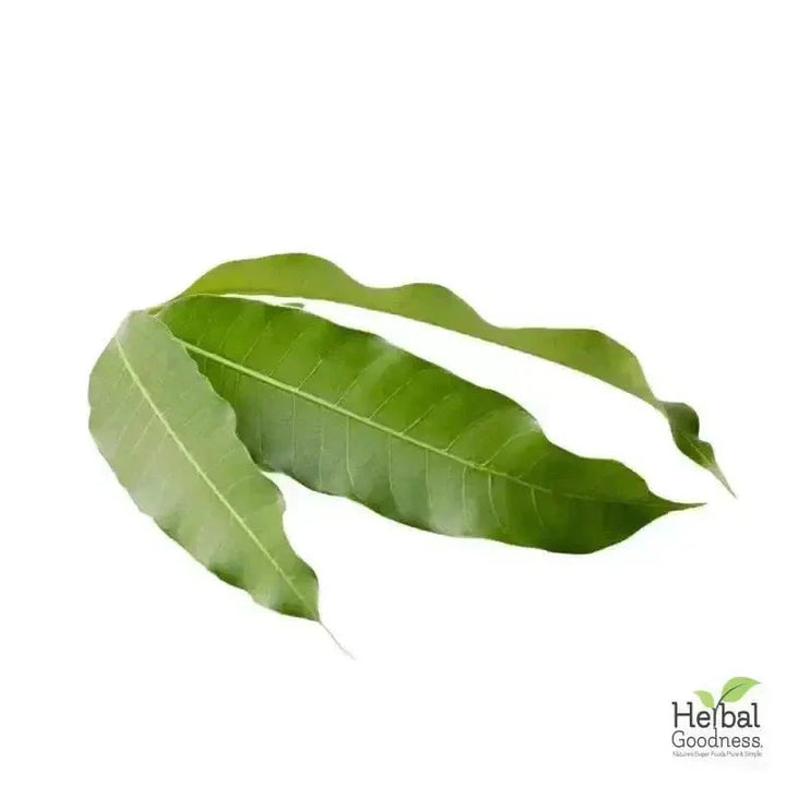 Bulk Herbs & Roots Online for Tea, Tinctures & DIY Wellness - Organic 4oz Bags Bulk Herb Herbal Goodness Mango Leaf 