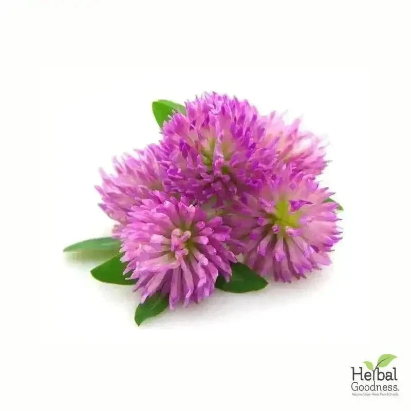 Bulk Herbs & Roots Online for Tea, Tinctures & DIY Wellness - Organic 4oz Bags Bulk Herb Herbal Goodness Red Clover 
