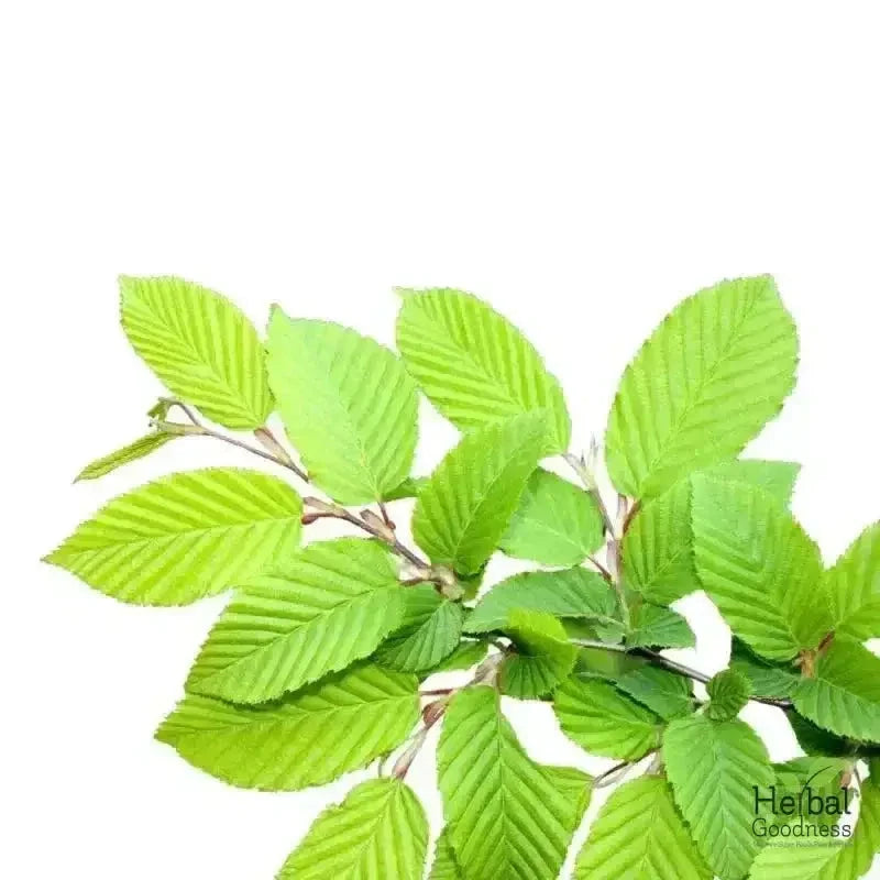 Bulk Herbs & Roots Online for Tea, Tinctures & DIY Wellness - Organic 4oz Bags Bulk Herb Herbal Goodness Slippery Elm 