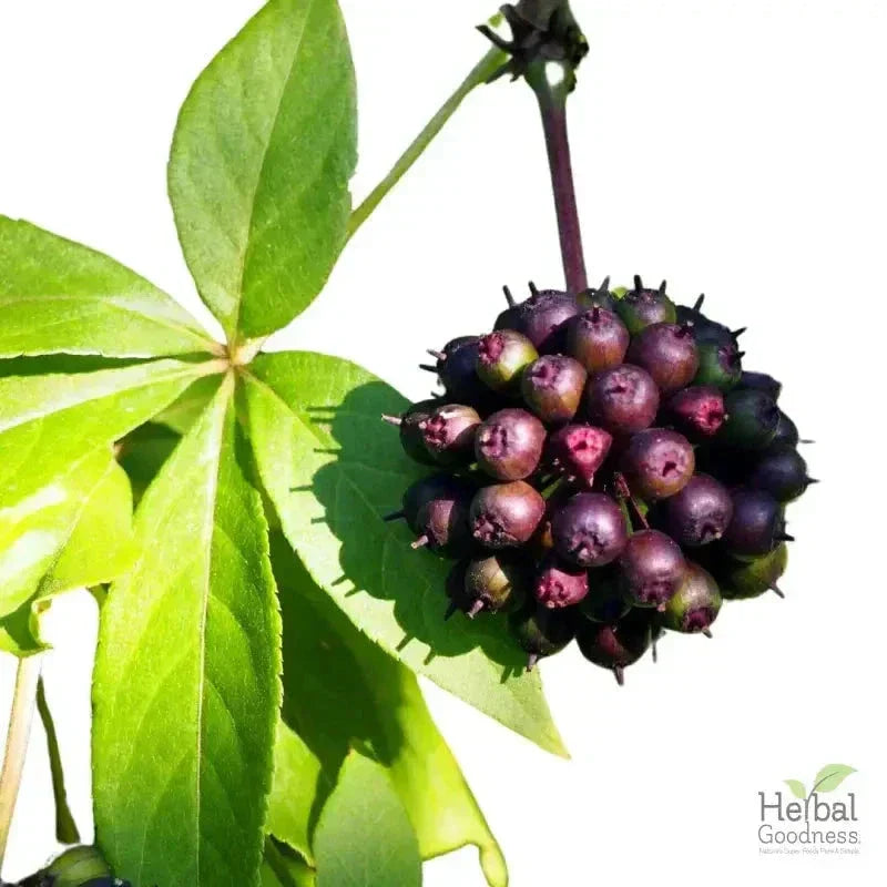 Bulk Herbs & Roots - 4oz Organic bulk teas for digestion, energy, detox Bulk Herb Herbal Goodness Eleuthero Siberian Ginseng 