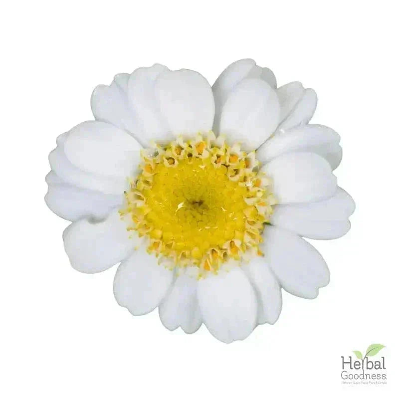 Bulk Herbs & Roots - Organic 4oz Bags - Herbal Tea Bulk Herb Herbal Goodness Feverfew Leaf 