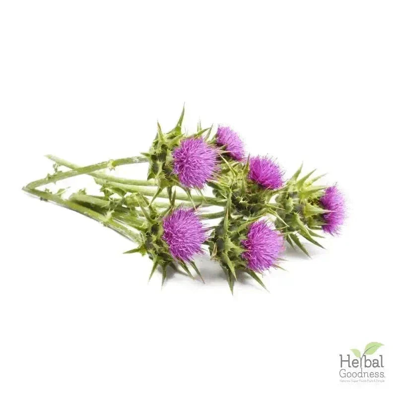 Bulk Herbs & Roots - Organic 4oz Bags - Herbal Tea Bulk Herb Herbal Goodness Milk Thistle 