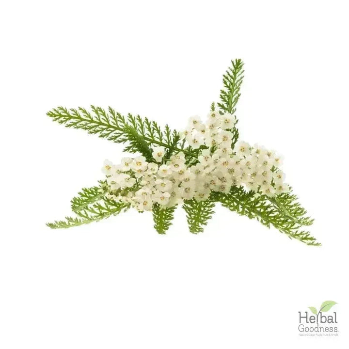 Bulk Herbs & Roots - 4oz Organic bulk teas for digestion, energy, detox Bulk Herb Herbal Goodness Yarrow Root 