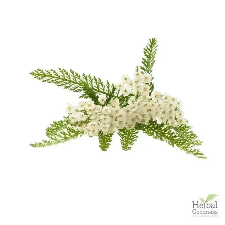 Bulk Herbs & Roots - Organic 4oz Bags - Herbal Tea Bulk Herb Herbal Goodness Yarrow Root 