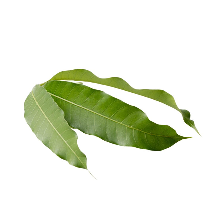 Premium Bulk Herbs Herbal Goodness Mango Leaf 8oz 